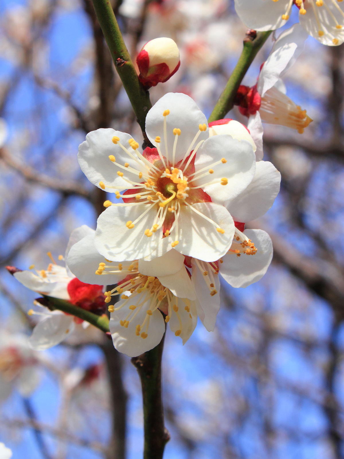 Prunus Mume Wikipedia