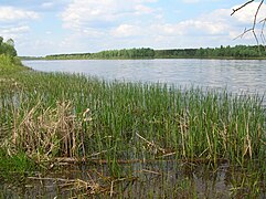 Долина нижньої течії Прип'яті