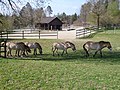 Prewalski-Pferde im Wildpark Bruderhaus