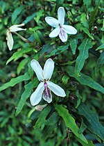 Miniatura para Pseuderanthemum longifolium