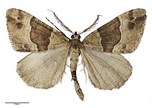 Pseudocoremia insignita AMNZ21799 d.jpg