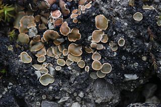 <i>Psora</i> Genus of lichens