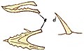 Holotype jaw and tooth of D. bucklandii; from Geikie (1902[8])