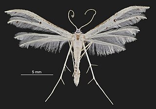 <i>Pterophorus monospilalis</i> Species of plume moth