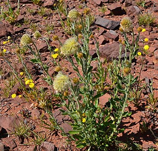 <i>Ptilotus clementii</i> Species of herb