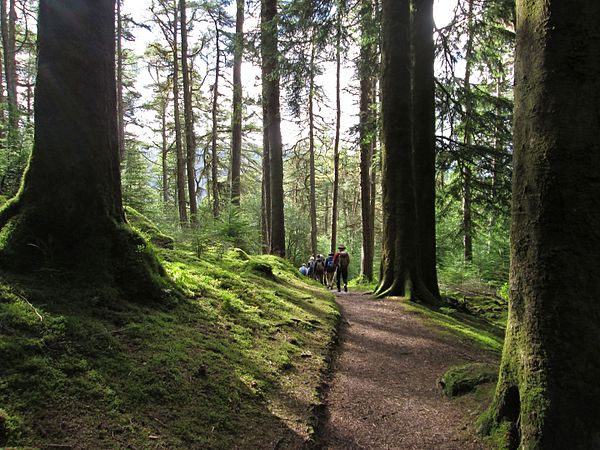 Benmore forest