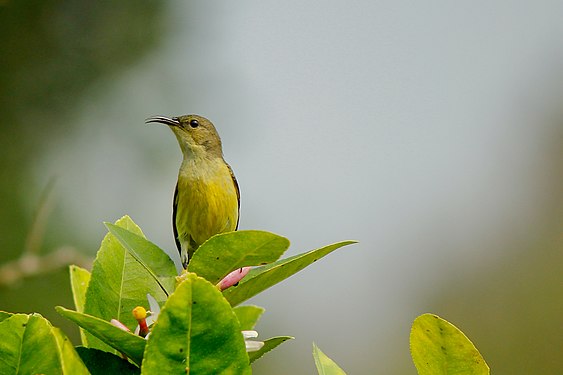 Purple sunbird, Lawachara National Park Photograph: Pulok Chandra Shil (CC BY-SA 4.0)