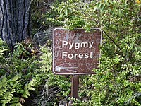 Trail signs at Salt Point alert hikers they are entering a pygmy forested region Pygmyforestsign.jpg