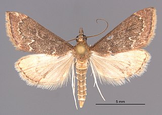 <i>Pyrausta roseivestalis</i> Species of moth