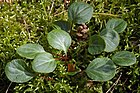 Pyrola chlorantha (Grünblütiges Wintergrün, Blätter) [D]