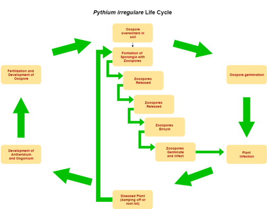 Ciclo de vida de Pythium irregulare