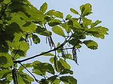 Quercus aliena5.jpg