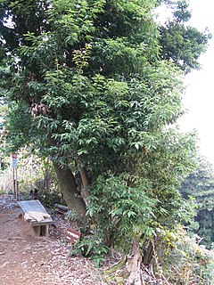 <i>Quercus salicina</i> Species of oak tree