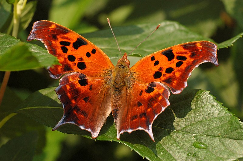 File:Question Mark Polygonia interrogationis Wings 3008px.jpg