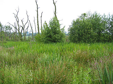 Reed beds at Big Mere Quoisley Big Mere2.jpg