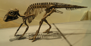 Pienoiskuva sivulle Maiasaura