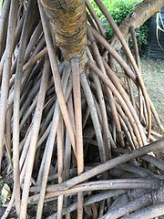 Racines de pandanus.