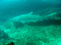 Ragged tooth shark at North Sands DSC05757a.jpg