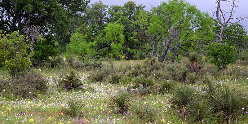 File:Ranchland in the Edwards Plateau, Mason County, Texas, USA (17 April 2015).jpg