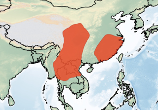 <span class="mw-page-title-main">Chinese pipistrelle</span> Species of bat