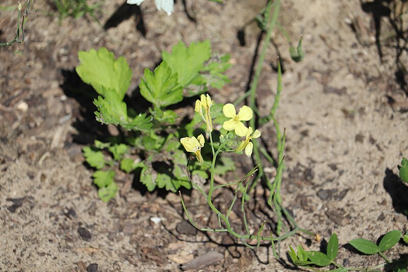 File:Raphanus raphanistrum (Knopherik) - Noordwijk, South Holland, NL.jpg