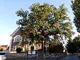 Oak