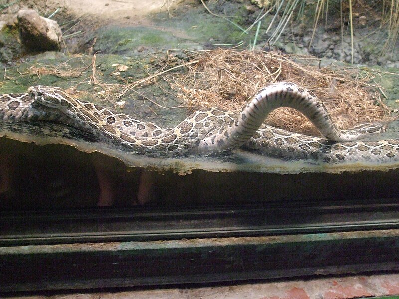 File:Rattle Snakes Buffalo Zoo.jpg