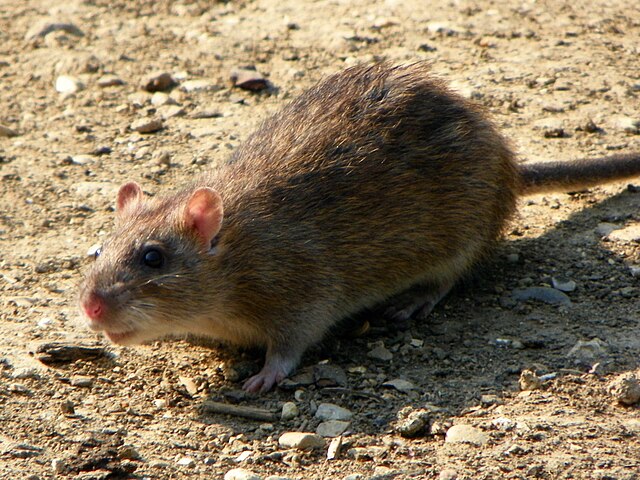 Lowly Rat Gnaws & Chews to Top of the Rodent World