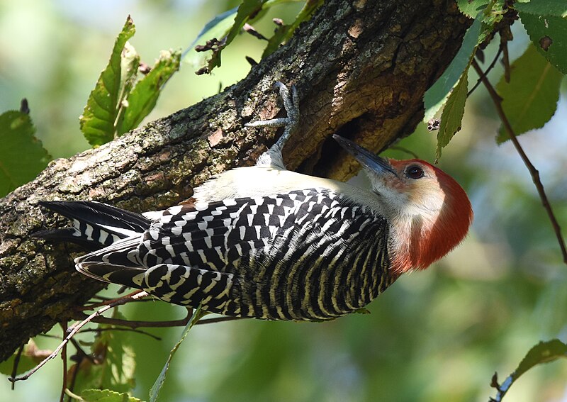 File:Red-bellied Woodpecker (44297554915).jpg