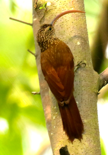 Darien, Panama Red-billed Scythebill.tif