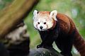 Red Panda (16142862616).jpg