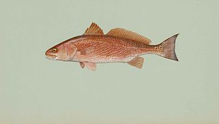 Red Drum Fish Sciaenops Ocellatus Iron on Patch Redfish Channel Bass,puppy  Drum Spottail Bass Patches Fishing 