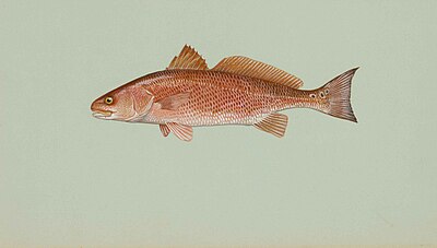 Red drum sciaenops ocellata.jpg