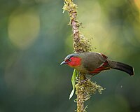 Red faced Liocichla.jpg