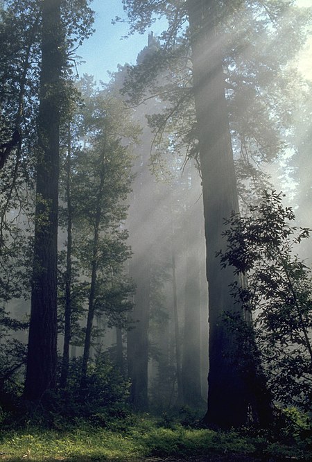 Redwood grove in Redwood National Park Redwood light.jpg