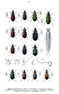 <i>Agonum versutum</i> Species of beetle