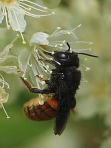 Resin Bee Ferndale.jpg