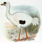 Réunion Ibis