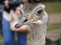 * Nomination Struthio camelus (ostrich) in 2014 in Woburn Safari Park, England, United Kingdom. --Drow male 04:44, 9 May 2019 (UTC) * Decline  Oppose Background is really distracting --Podzemnik 08:45, 9 May 2019 (UTC)