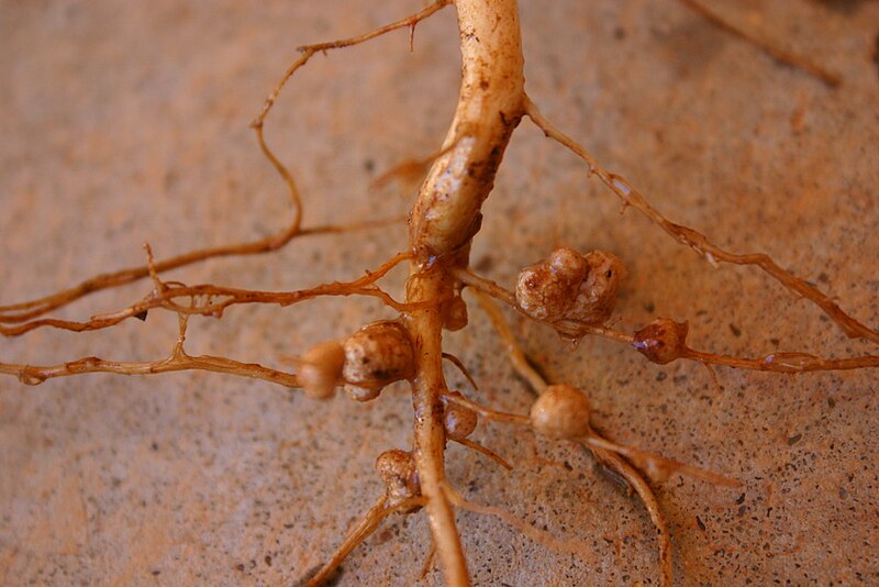 File:Rhizobia nodules on Vigna unguiculata.jpg