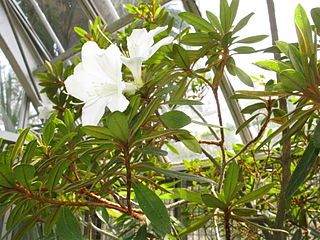 <i>Rhododendron boninense</i> Species of plant