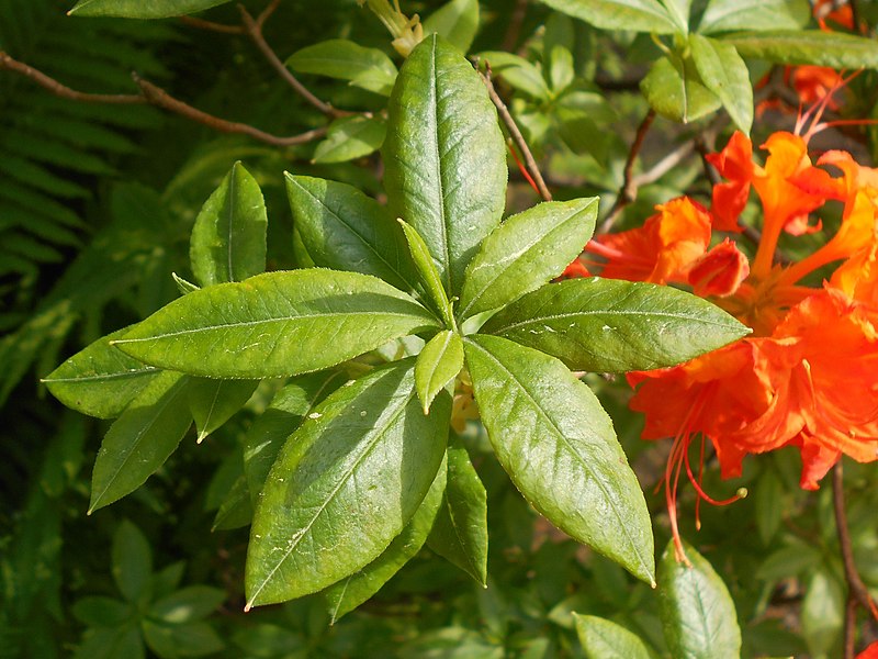 File:Rhododendron calendulaceum 2017-05-23 1347.jpg