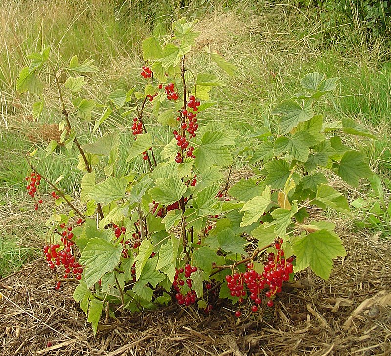 Red Currant Berries Information and Facts