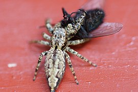 Rindenspringspinne mit Fliege 2.JPG