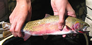 Thumbnail for Rocky Mountain cutthroat trout