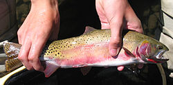 Rio Grande Cutthroat Trout Alamosa ŭatershed.jpg