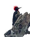 Robust Woodpecker (Campephilus robustus) - Flickr - Lip Kee.jpg
