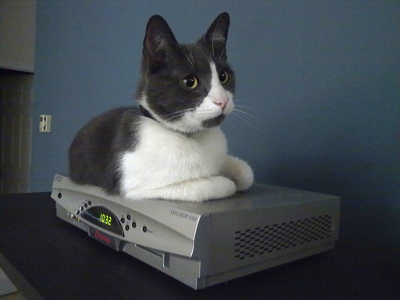 File:Rogers Cable box and cat.jpg