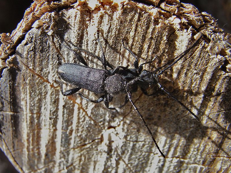 File:Ropalopus macropus couple.JPG