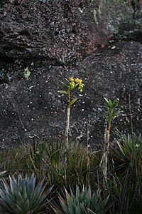 Roraima Epidendrum ulei.JPG